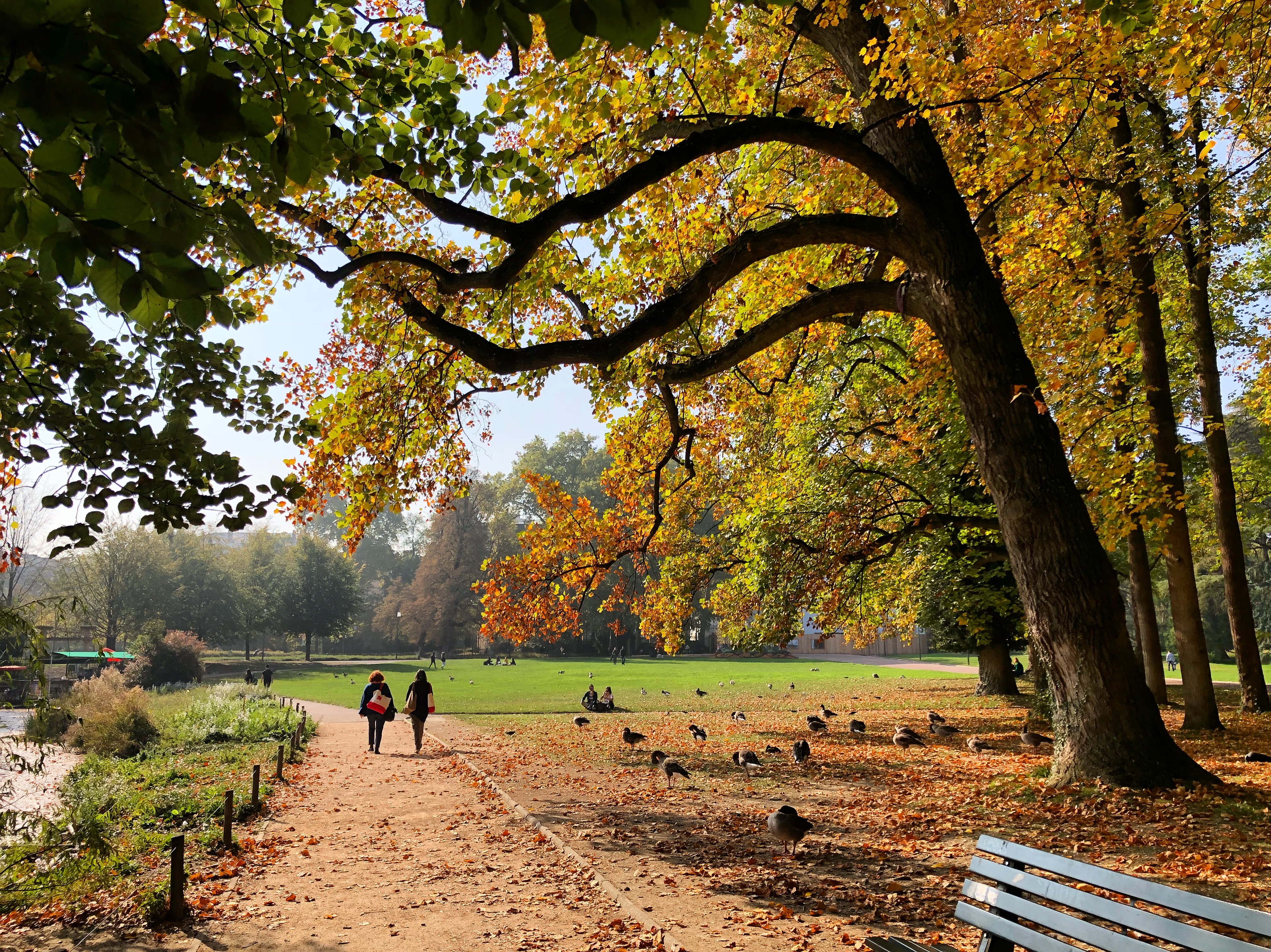 fall